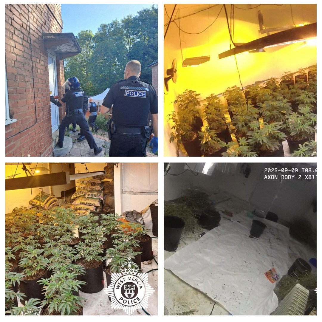 Cherry Street cannabis grow