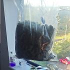 A quantity of cannabis seized during the warrant 