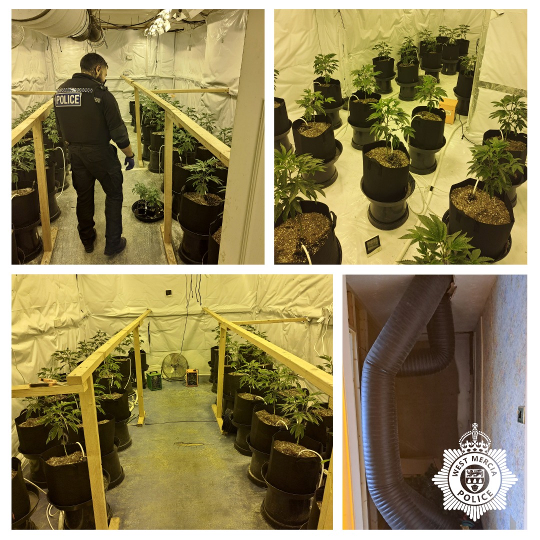 Cannabis grow