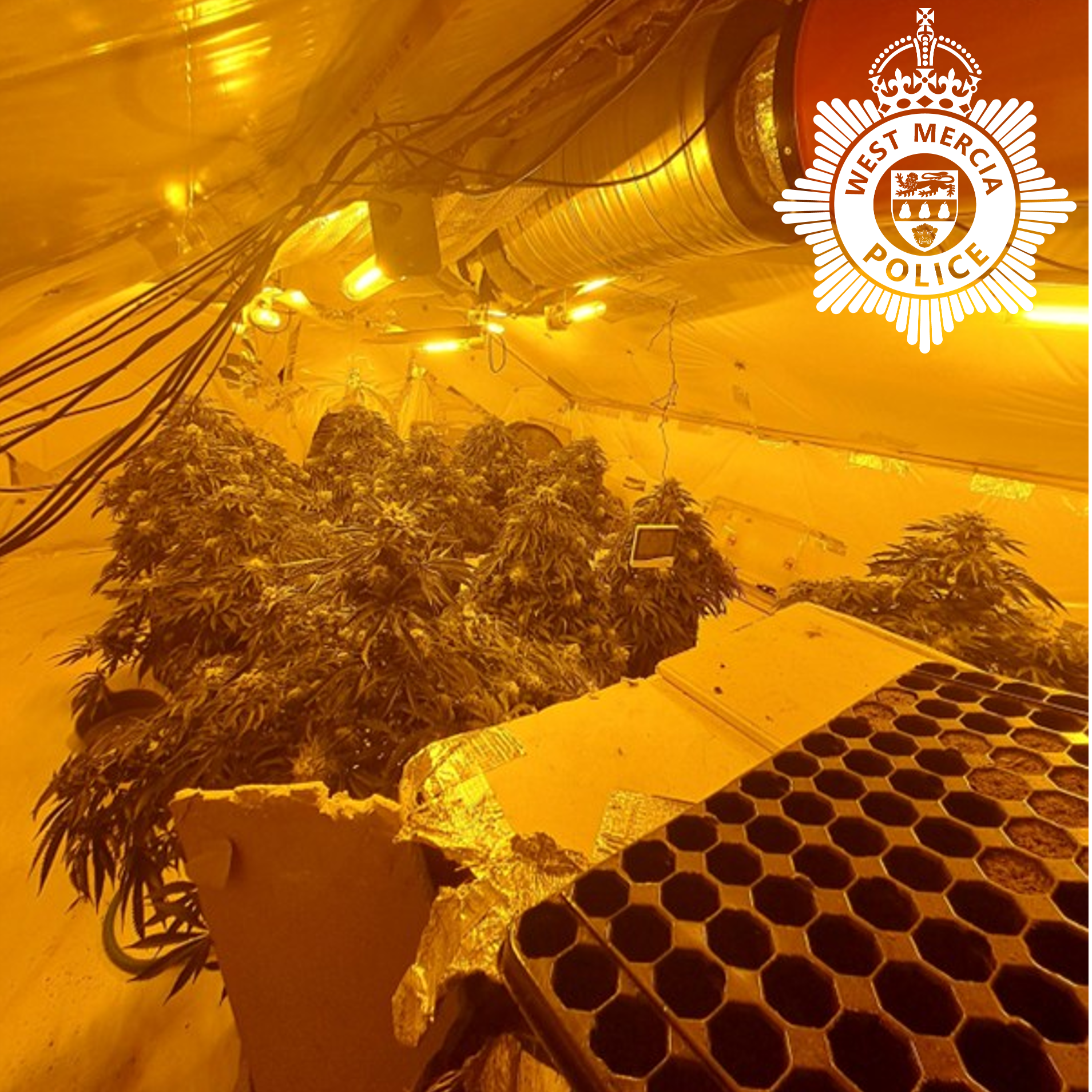 cannabis grow with mature plants in loft