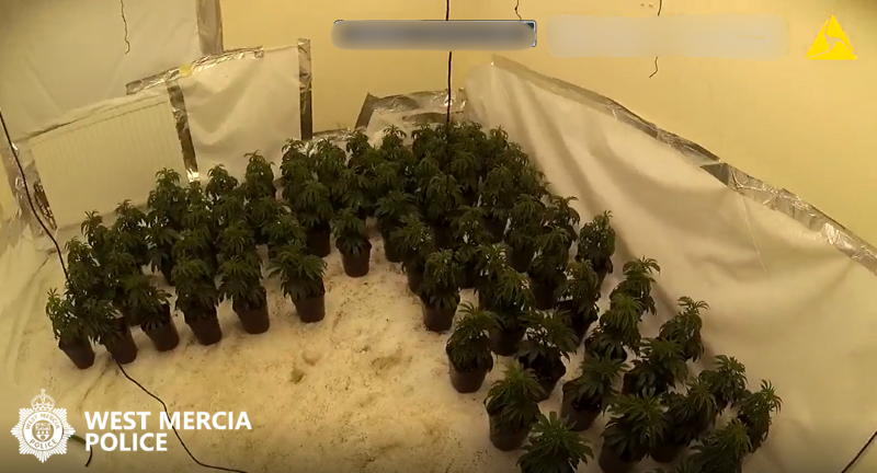 cannabis plants Droitwich SNT 13.03.2026.png