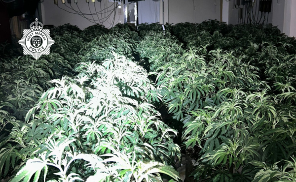 Cannabis plants