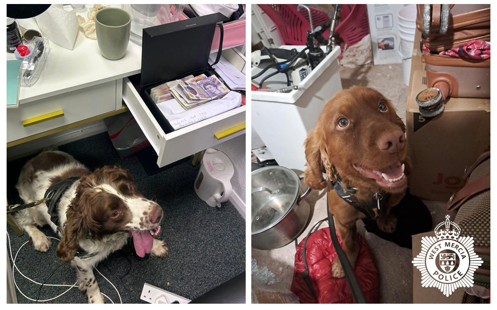 Nail bar cash detection dogs