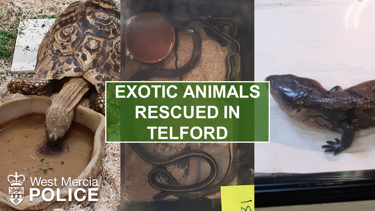 Exotic animals