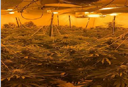 Cannabis grow