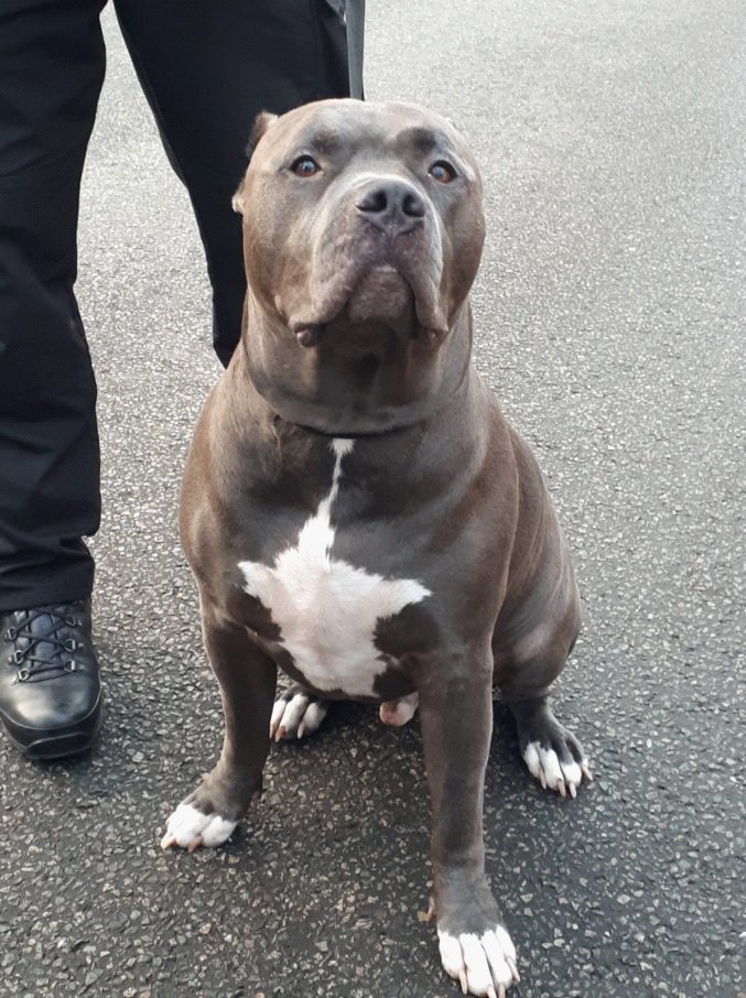 Image of Marley the dog