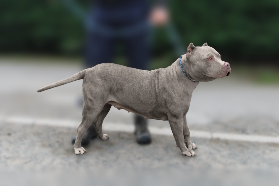 Grey XL bully