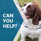 Can you help? Brown and white spaniel type dog