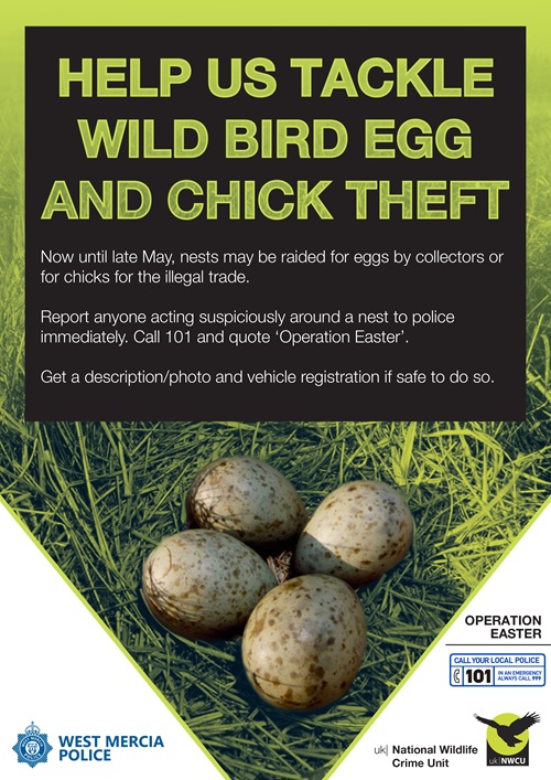 Operation Easter poster jpg 500px.jpg