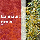 Cannabis grow