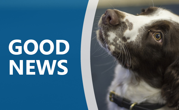 good news txt with image of spaniel dog