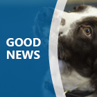 Good news with a spaniel police dog